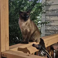 Found/Stray Female Cat last seen ODU Campus, Norfolk, VA 23508