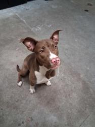 Shelter Stray Female Dog last seen Near W Indian Trail, SPOKANE, WA, 99208, 6815 E Trent Ave, Spokane, WA 99212, USA