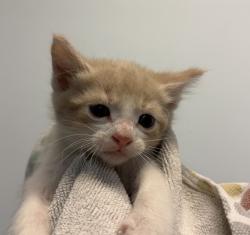 Shelter Stray Male Cat last seen Ingrid, San Diego, CA, 92154, 5500 Gaines St, San Diego, CA 92110, USA