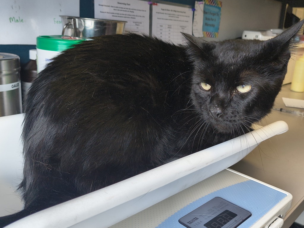 Shelter Stray Male Cat last seen Near S Oquirelane Street, Magna Township, UT, 84044, 511 W 3900 S, Salt Lake City, UT 84123, USA