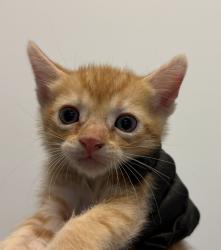 Shelter Stray Male Cat last seen Ingrid, San Diego, CA, 92154, 5500 Gaines St, San Diego, CA 92110, USA