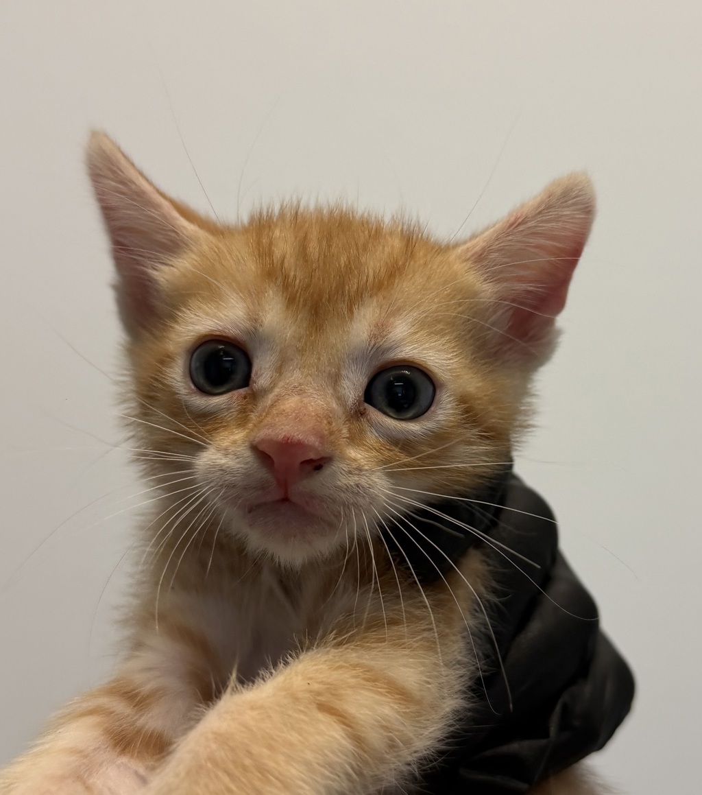 Shelter Stray Male Cat last seen Ingrid, San Diego, CA, 92154, 5500 Gaines St, San Diego, CA 92110, USA