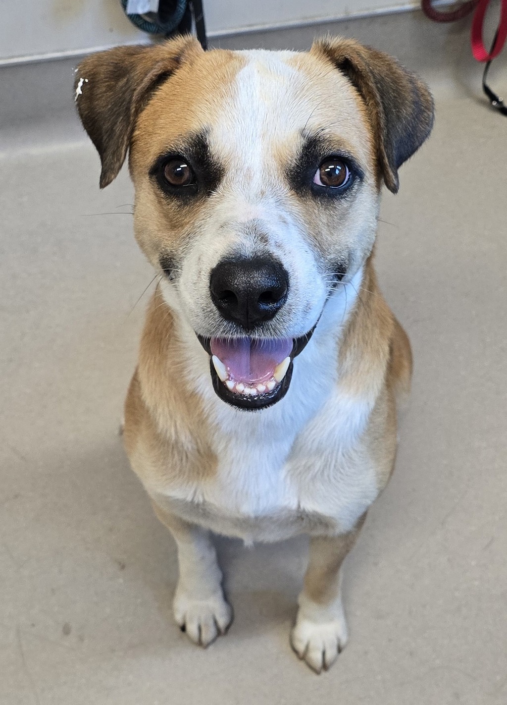 Shelter Stray Male Dog last seen Near Miller Avenue, El Cajon, CA, 92020, El Cajon, CA 92020, USA