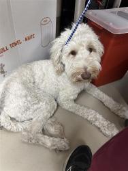 Shelter Stray Female Dog last seen TX, 7201 Levander Loop bldg a, Austin, TX 78702, USA