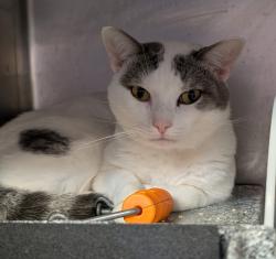 Shelter Stray Male Cat last seen Apt 23,405 E 204th, BRONX, NY, 10467, 326 E 110th St, New York, NY 10029, USA