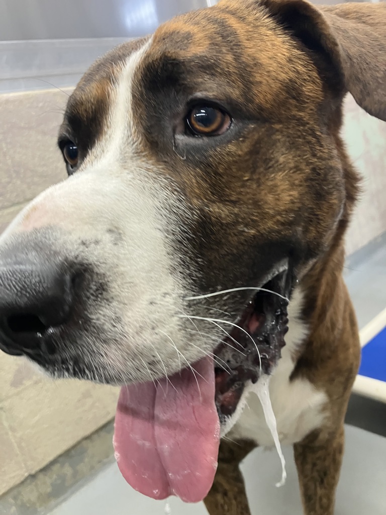 Shelter Stray Male Dog last seen 27th/washington, OR, 1700 W Historic Columbia River Hwy, Troutdale, OR 97060, USA