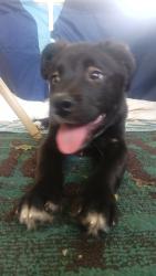 Found/Stray Female Dog last seen Elvis and Ferguson, Memphis, TN 38106