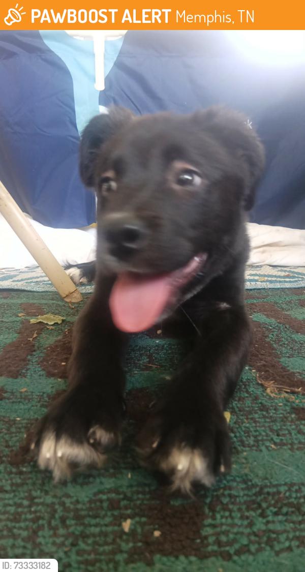 Found/Stray Female Dog last seen Elvis and Ferguson, Memphis, TN 38106
