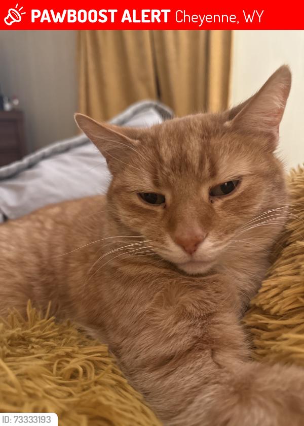 Lost Male Cat last seen Salvation Army on 20th, Cheyenne, WY 82001