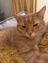 Lost Male Cat last seen Salvation Army on 20th, Cheyenne, WY 82001