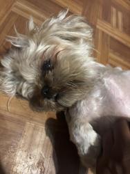 Reunited Female Dog last seen Bishop Ct street and Bishop Dr. Street, Blue Springs, MO 64015