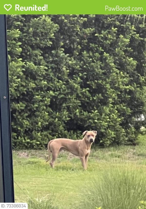 Reunited Unknown Dog last seen Hunt Club & West Pointer Loop, Citrus Hills, FL 34464