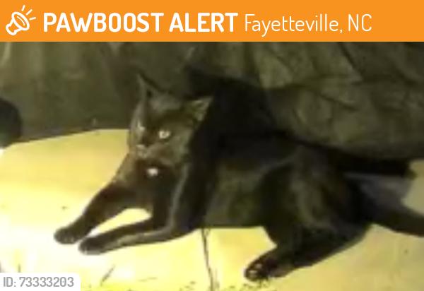 Found/Stray Unknown Cat last seen Mingary/Gray Goose, Fayetteville, NC 28306