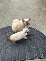 Found/Stray Female Cat last seen Hidden meadow, Houston, TX 77044