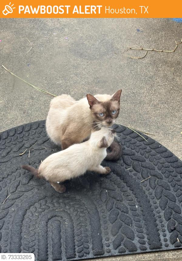 Found/Stray Female Cat last seen Hidden meadow, Houston, TX 77044