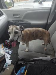 Reunited Female Dog last seen Golden Ray Dr in Mill Ridge North neighborhood, Cypress, TX 77429