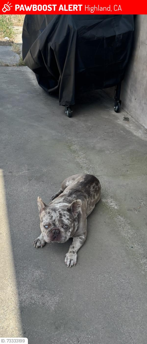 Lost Male Dog last seen Baseline and Cunningham, Highland, CA 92346