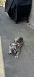 Lost Male Dog last seen Baseline and Cunningham, Highland, CA 92346