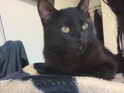 Lost Male Cat last seen Palomar park, Chula Vista, CA 91911