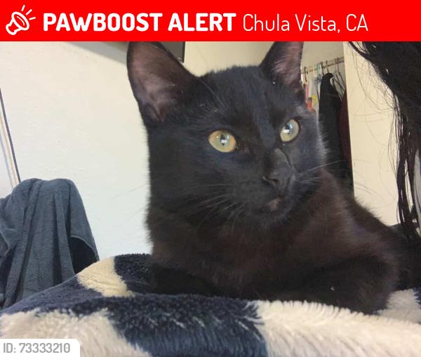 Lost Male Cat last seen Palomar park, Chula Vista, CA 91911