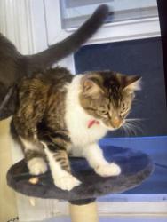Reunited Female Cat last seen Last seen Near Ryckman ave in Albany ny, Albany, NY 12208