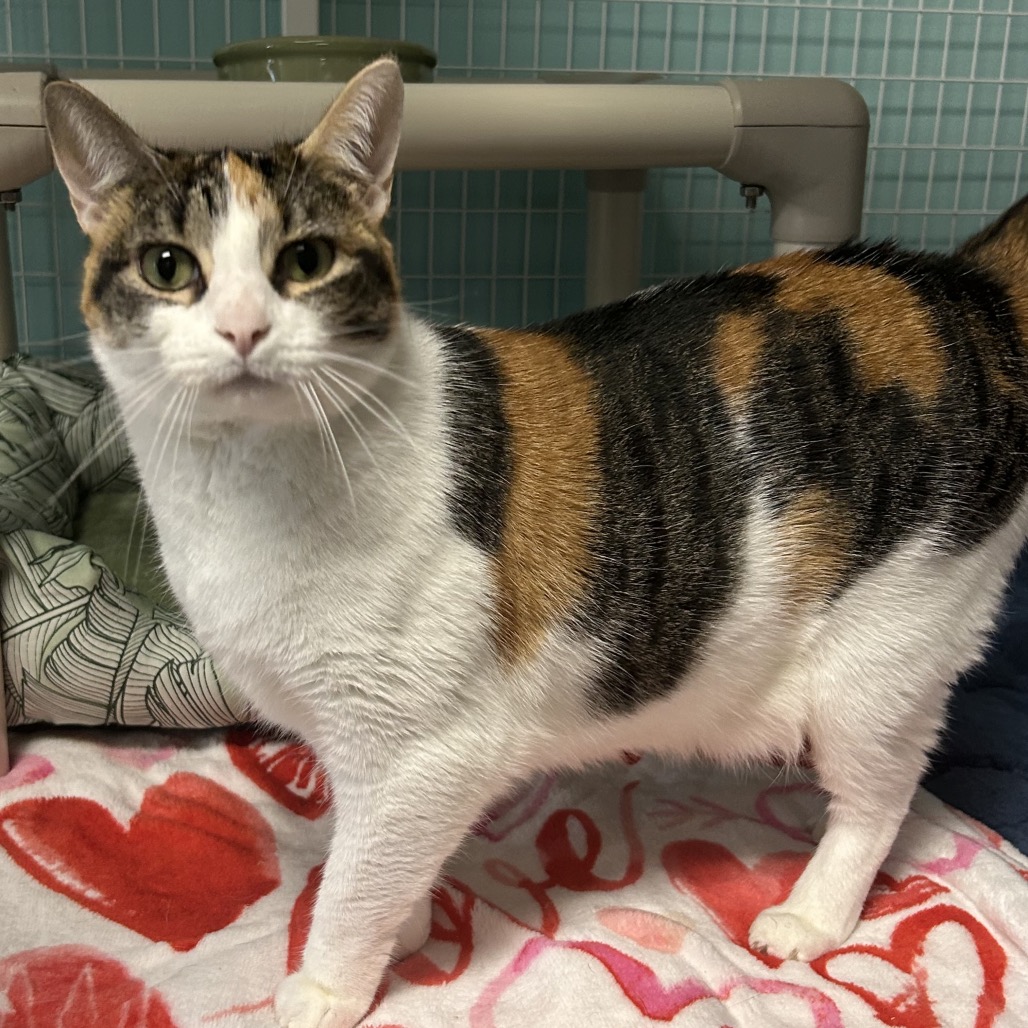 Shelter Stray Female Cat last seen , 8020 Washington St, Port Richey, FL 34668, USA