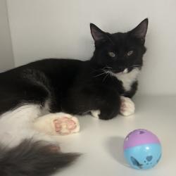 Shelter Stray Male Cat last seen , 8020 Washington St, Port Richey, FL 34668, USA