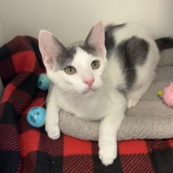 Shelter Stray Male Cat last seen , 8020 Washington St, Port Richey, FL 34668, USA