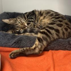 Shelter Stray Female Cat last seen , 8020 Washington St, Port Richey, FL 34668, USA