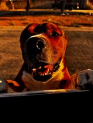 Found/Stray Male Dog last seen E. Eastland st & Rosemont, Tucson, AZ 85711