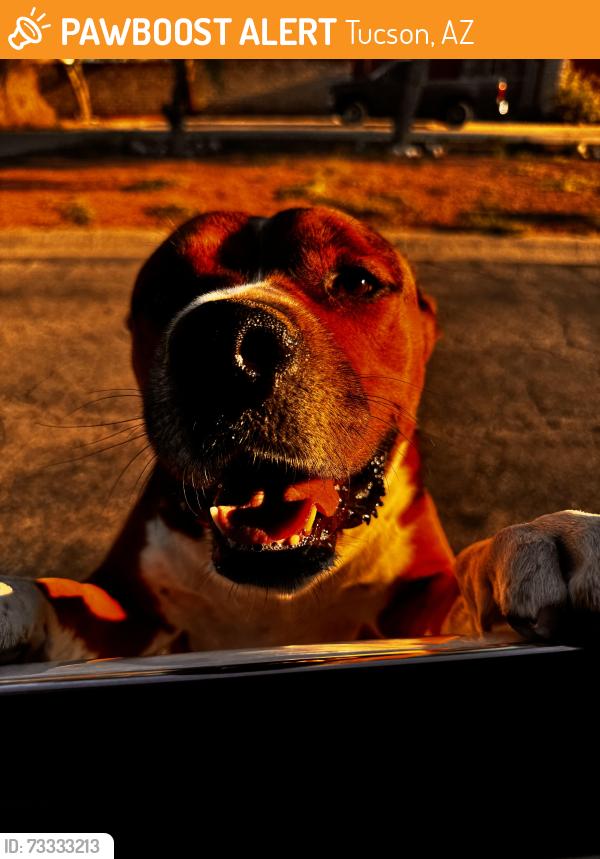 Found/Stray Male Dog last seen E. Eastland st & Rosemont, Tucson, AZ 85711