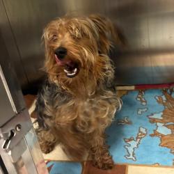 Shelter Stray Male Dog last seen , Animal Care & Control Team of Philly, 111 W Hunting Park Ave, Philadelphia, PA 19140, USA