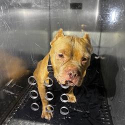 Shelter Stray Male Dog last seen , Animal Care & Control Team of Philly, 111 W Hunting Park Ave, Philadelphia, PA 19140, USA