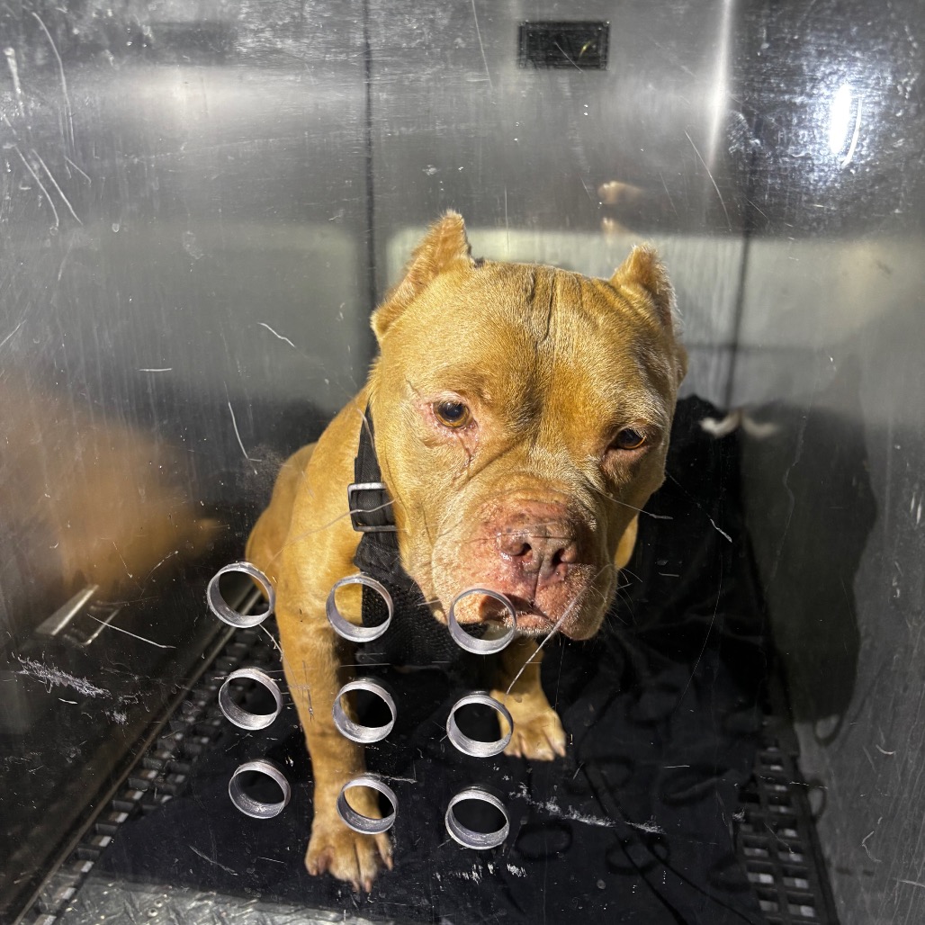 Shelter Stray Male Dog last seen , Animal Care & Control Team of Philly, 111 W Hunting Park Ave, Philadelphia, PA 19140, USA