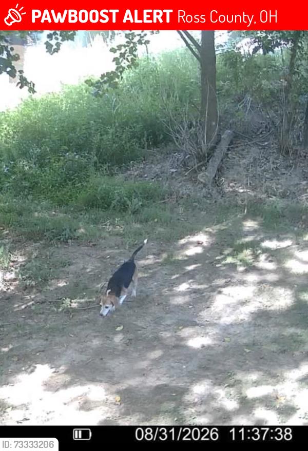 Lost Female Dog last seen North end near creek, Ross County, OH 45601