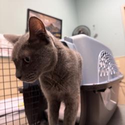 Shelter Stray Female Cat last seen , 2608 Center St, Tacoma, WA 98409, USA