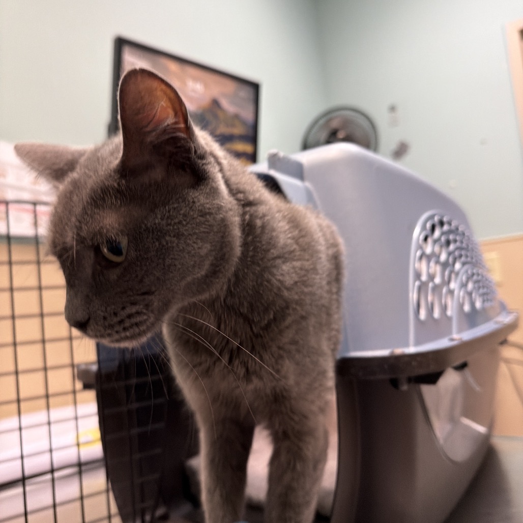 Shelter Stray Female Cat last seen , 2608 Center St, Tacoma, WA 98409, USA