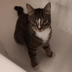 Shelter Stray Male Cat last seen , 2608 Center St, Tacoma, WA 98409, USA