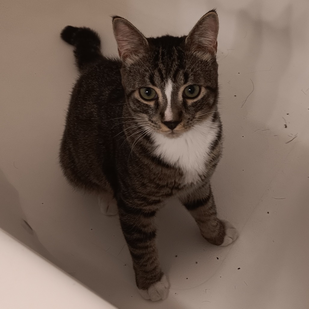 Shelter Stray Male Cat last seen , 2608 Center St, Tacoma, WA 98409, USA