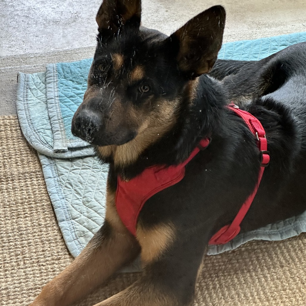 Shelter Stray Male Dog last seen , 2608 Center St, Tacoma, WA 98409, USA