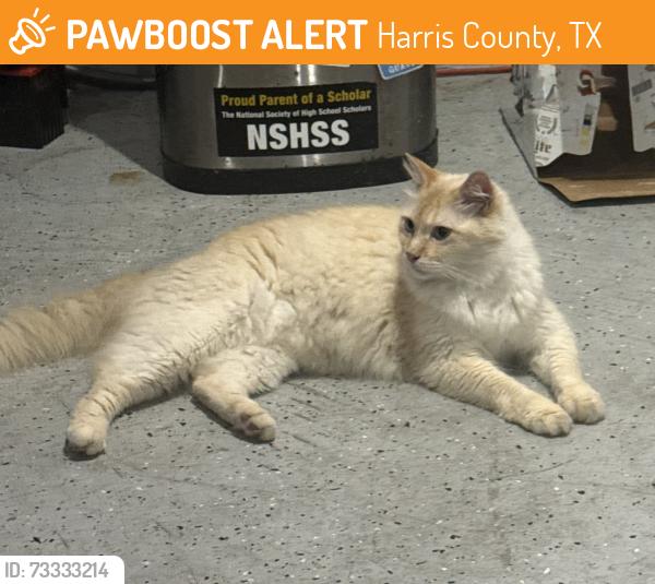 Found/Stray Male Cat last seen Temple Bell Dr. & Castlemont Lane, Harris County, TX 77388