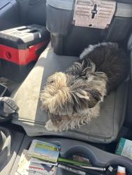 Reunited Male Dog last seen Hawthorne Boulevard and talisman Street, Torrance, CA 90503