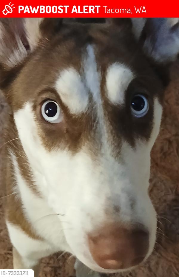 Lost Female Dog last seen 6th and Sprague, Tacoma, WA 98405