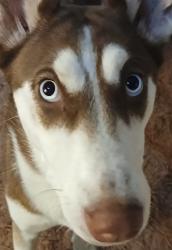 Lost Female Dog last seen 6th and Sprague, Tacoma, WA 98405