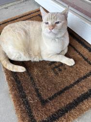 Found/Stray Unknown Cat last seen Kings Rd and Amity, Nampa, ID 83687
