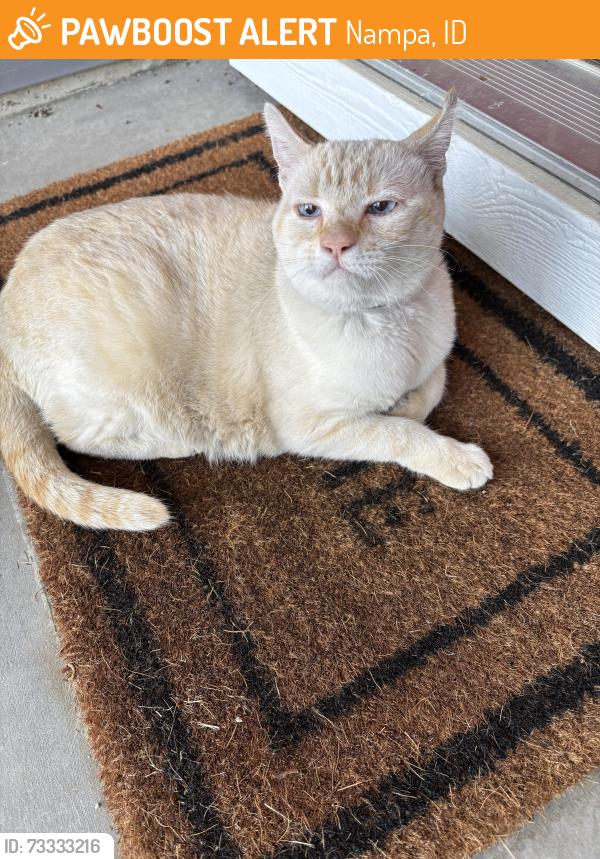 Found/Stray Unknown Cat last seen Kings Rd and Amity, Nampa, ID 83687