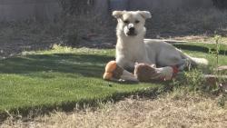 Reunited Male Dog last seen Task, Westminster, CA 92683