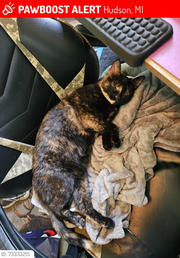 Lost Female Cat last seen Near posey lake, Hudson, MI 49247