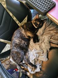 Lost Female Cat last seen Near posey lake, Hudson, MI 49247