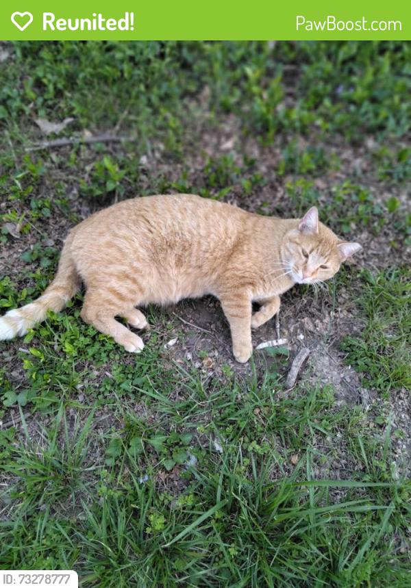 Reunited Male Cat last seen Chapel Ridge Dr Hazelwood Forest apmts, Hazelwood, MO 63042